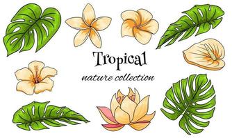 tropische Sammlung mit exotischen Blumen und geschnitzten Blättern im Cartoon-Stil vektor
