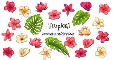 tropisk samling med exotiska blommor och snidade blad i tecknad stil vektor