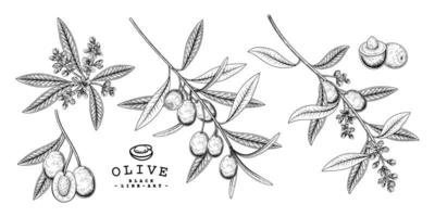 ganze halbe Scheibe und Zweig der Olive mit Früchten und Blumen handgezeichnete Skizze botanische Illustrationen dekorative Set vektor