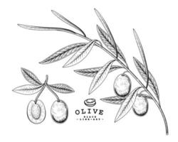 Zweig der Olive mit Früchten Hand gezeichnete Skizze botanische Illustrationen dekorative Set vektor