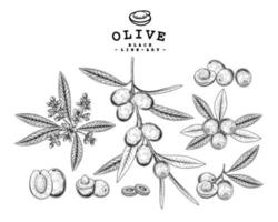 hela halva skiva och gren av oliv med frukter och blommor handritad skiss botaniska illustrationer dekorativ uppsättning vektor