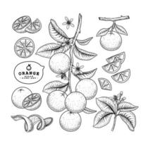 ganze halbe Scheibe schälen und Zweig der Orange mit Früchten Blätter und Blumen Hand gezeichnete Skizze botanische Illustrationen dekorative Set vektor