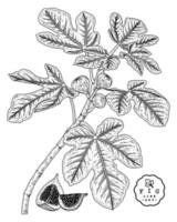 skiva fikon och gren av fikon med frukter och blad handritad skiss botaniska illustrationer dekorativ uppsättning vektor