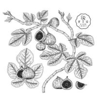 hel halv skiva och gren av fikon med frukter och blad handritad skiss botaniska illustrationer dekorativ uppsättning vektor