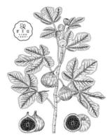 hela halva och gren av fikon med frukter och blad handritad skiss botaniska illustrationer dekorativ uppsättning vektor