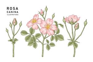 uppsättning gren av rosa hundros eller rosa canina med blomma och blad handritade botaniska illustrationer vektor