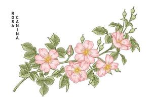 gren av rosa hundros eller rosa canina med blomma och blad handritad botanisk illustration vektor