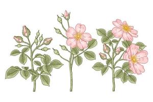 Satz Zweig der rosa Hundrose oder der Rosa canina mit der Hand gezeichneten botanischen Illustrationen der Blume und der Blätter vektor