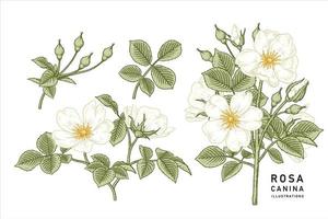 gren av vit hundros eller rosa canina med blomma och blad handritade botaniska illustrationer dekorativ uppsättning vektor