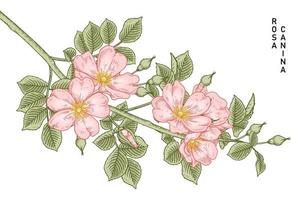 gren av rosa hundros eller rosa canina med blomma och blad handritade botaniska illustrationer vektor