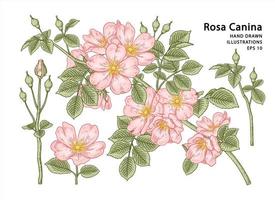 gren av rosa hundros eller rosa canina med blomma och blad handritade element botaniska illustrationer vektor