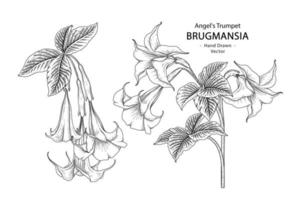 Engel Trompete oder Brugmansia Blume Zeichnungen Elemente Vektor