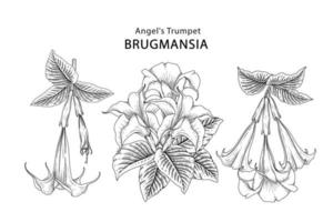 ängel trumpet blomma eller brugmansia handritade element botaniska illustrationer dekorativ uppsättning vektor