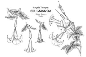 Engel gezeichnete Trompetenblume oder Brugmansia handgezeichnete Elemente botanisches Illustrationsdekorationsset vektor