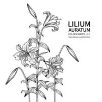 golden gestrahlte Lilie oder Lilium Auratum Blume Hand gezeichnete Skizze botanische Illustrationen vektor