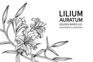 gren av gyllene strålar lilja eller lilium auratum blomma hand dras skiss botaniska illustrationer vektor