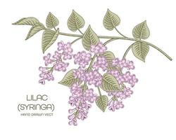 Zweig der purpurnen Syringa vulgaris oder des gewöhnlichen Flieders mit den handgezeichneten Illustrationen der Blumen und der Blätter vektor