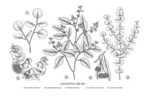 Zweig des handgezeichneten botanischen Elementvektors des dekorativen Satzes des Eukalyptus vektor