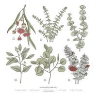 gren av eukalyptus dekorativa uppsättning handritade botaniska element illustrationer vektor