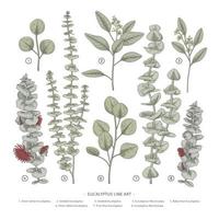 Zweig der handgezeichneten botanischen Elementillustrationen des Eukalyptusdekorationssatzes vektor