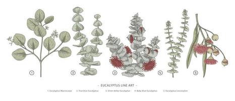 Zweig der handgezeichneten botanischen Elementillustrationen des Eukalyptusdekorationssatzes vektor