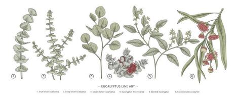 gren av eukalyptus dekorativa uppsättning handritade botaniska element illustrationer vektor