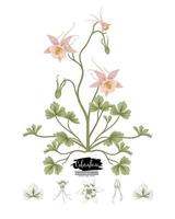 Zweig der rosa Akelei mit Blumen und Blättern Vintage Hand gezeichnete botanische Illustrationen vektor