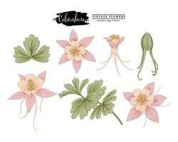 rosa gezeichnete Akelei der handgemachten Elemente der Akelei-Blume Vintage dekorative Illustrationen der botanischen Illustrationen vektor