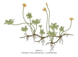 Waldsauerampfer oder Oxalis acetosella wilde Blume und herzförmige Blätter handgezeichnete botanische Illustrationen vektor