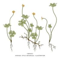 träsorrel eller oxalisacetosella vildblomma och hjärtformade blad handritade botaniska illustrationer vektor