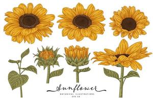 Sonnenblume hochdetaillierte Strichzeichnungen handgezeichnete Skizzenelemente botanische Illustrationen dekorative Set vektor