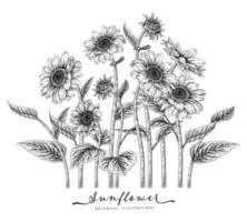 solros highy detaljerad handritad skiss botaniska illustrationer vektor