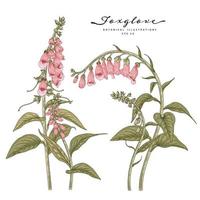 rosa gezeichnete Fingerhutblumen handgezeichnete botanische Illustrationen vektor