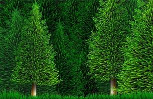 Vektor Clipart Kiefer oder Fichte Wald Natur