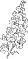 riddarsporre botanisk illustration, enkel riddarsporre blomma teckning, vetenskaplig riddarsporre botanisk illustration, riddarsporre grandiflorum blå fjäril, svart och vit riddarsporre blomma vektor konst.