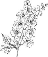 riddarsporre botanisk illustration, enkel riddarsporre blomma teckning, vetenskaplig riddarsporre botanisk illustration, riddarsporre grandiflorum blå fjäril, svart och vit riddarsporre blomma vektor konst.