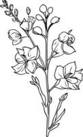 enkel riddarsporre blomma teckning, små minimalistisk riddarsporre tatuering, svart juli födelse blomma riddarsporre tatuering, vetenskaplig riddarsporre botanisk illustration, illustration. botanisk riddarsporre teckning, vektor
