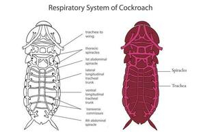 kackerlacka respiratorisk systemet, luftstrupar främja effektiv gas utbyta vektor