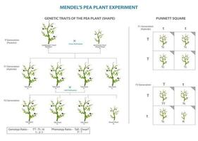 Mendels Erbse Experiment, grundlegende Genetik durch Kreuzung Analyse vektor