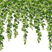 Efeu Vorhang, Grün Kriechpflanze Reben isoliert auf Weiß Hintergrund. Vektor Illustration im eben Karikatur Stil