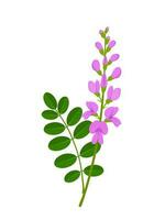 Vektor Illustration, Indigofera Zollingeriana Blatt und Blume, isoliert auf Weiß Hintergrund.