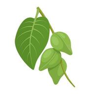 vektor illustration, kakadu plommon, också kallad gubinge, getabock plommon, grön plommon, salt plommon, eller murunga, isolerat på vit bakgrund.