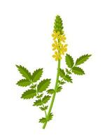 vektor illustration, jordbruk eller agrimonia eupatoria, isolerat på vit bakgrund.