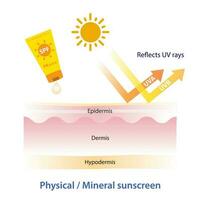 körperlich, Mineral Sonnenschutz spiegelt uv Strahlen Vektor auf Weiß Hintergrund. Wie zu körperlich, Mineral Sonnenschutz funktioniert auf Schicht Haut. Haut Pflege und Schönheit Konzept Illustration.