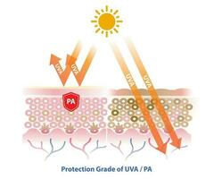 pa, Schutz Klasse von uva Blöcke uva Strahlung durchdringen in das Haut Schicht Vektor auf Weiß Hintergrund. Vergleich von Haut mit Sonnenschutz und Nein Sonnencreme. Haut Pflege und Schönheit Konzept.