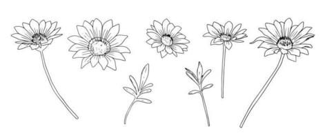 einstellen mit schwarz und Weiß Kamille Blumen und Blätter. Sammlung mit Blumen- linear Design Elemente vektor