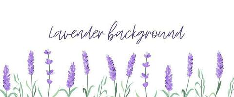 einstellen von Lavendel Blumen Elemente. Lavendel Hintergrund. Sammlung von Lavendel Blumen vektor