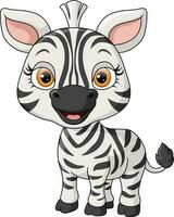 süß Baby Zebra Karikatur auf Weiß Hintergrund vektor