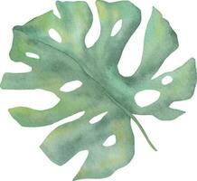 isolerat grön blad monstera. vattenfärg grön löv närbild, isolerat på en vit bakgrund. lista av monster vektor