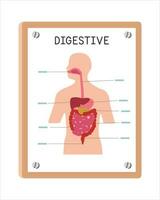 mänsklig matsmältnings systemet affisch ClipArt tecknad serie stil, vektor design. använda sig av i sjukhus eller klinik vägg affisch tecknad serie begrepp. matsmältnings systemet diagram tecknad serie stil. sjukhus, klinik avdelning begrepp